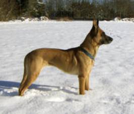 Malinois@}m